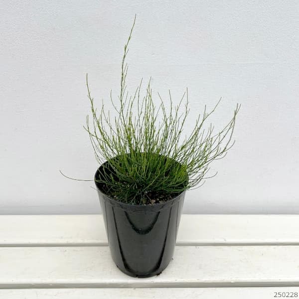 Amazon.co.jp: モクマオウ（タマモクマオウ・玉木麻黄）6号ポット